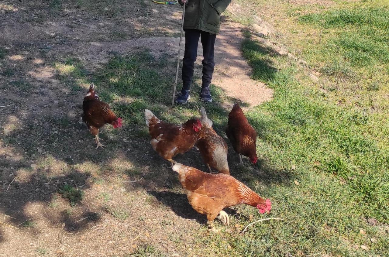 Allotjament Rural Solsona Dış mekan fotoğraf