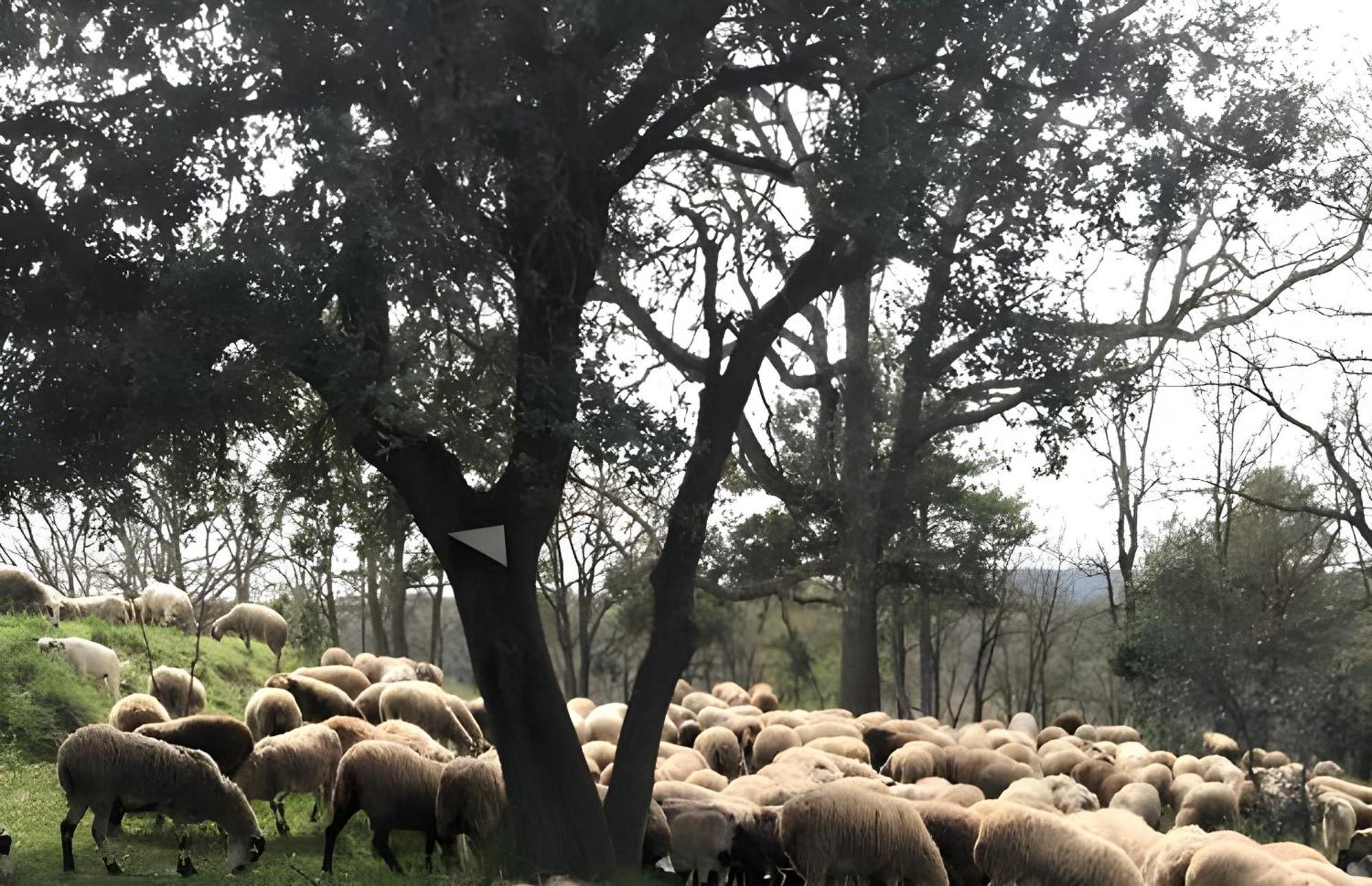 Allotjament Rural Solsona Dış mekan fotoğraf